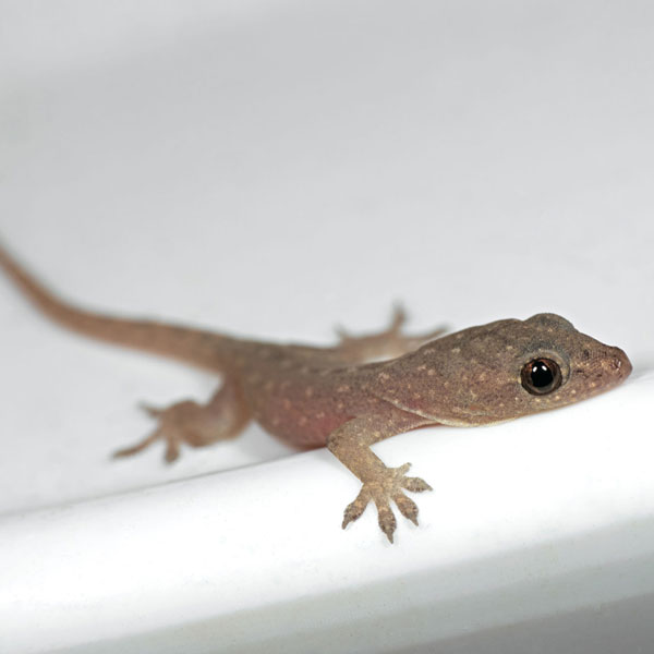 Cicak
