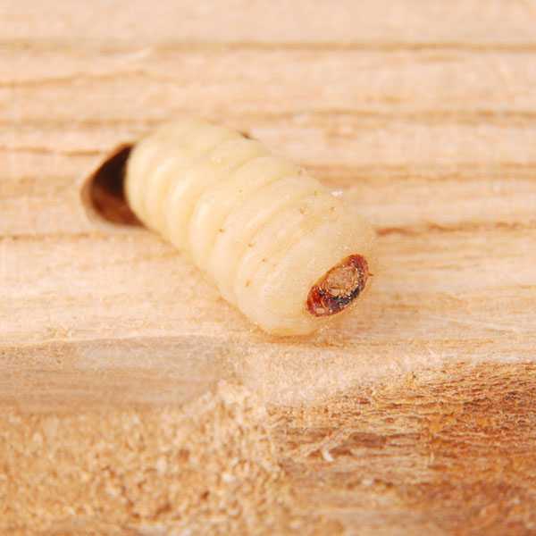 Larva